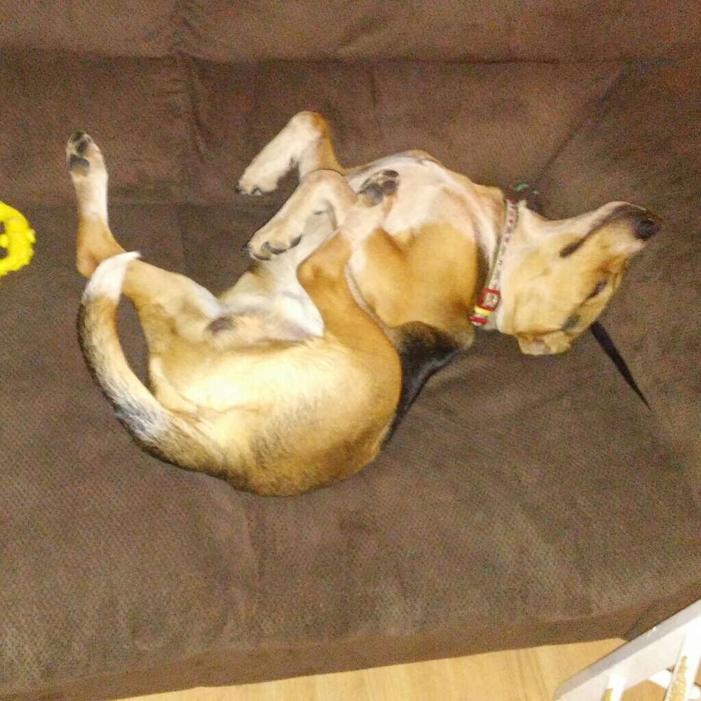 Meet your Posher, Shannon